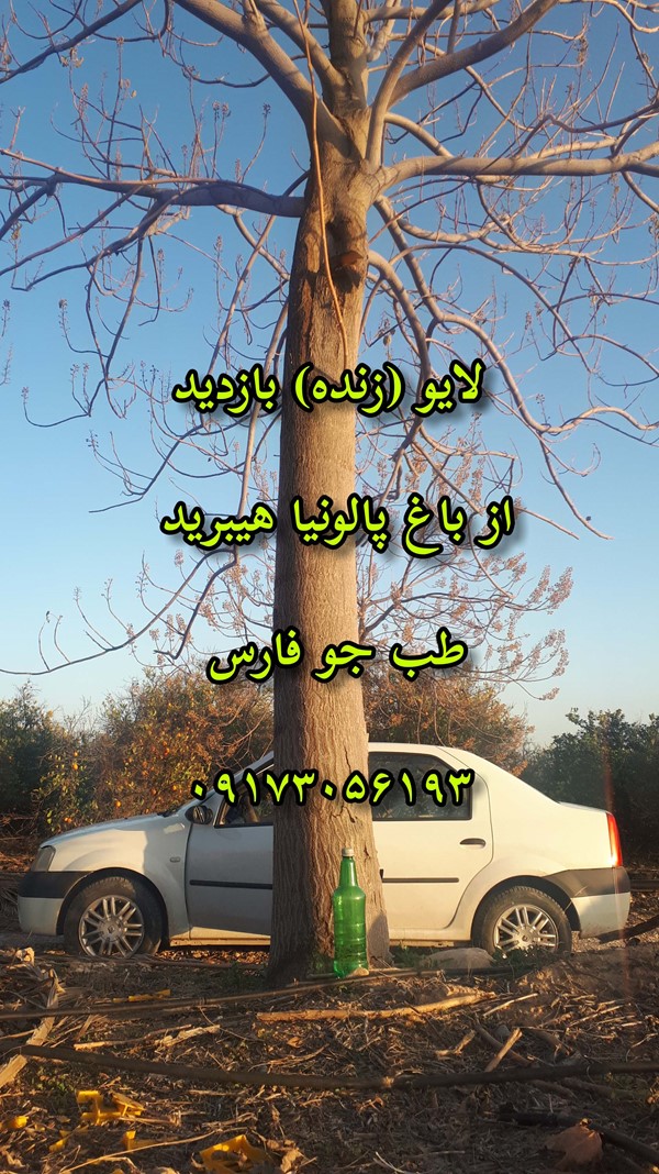 درخت پالونیا هیبرید شیراز پالونیا فارس نهال پالونیا جهرم پالونیا هیبرید اصلاح شده نهال گرمسیری نهال زود رشد